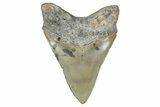 Sharply Serrated, Fossil Megalodon Tooth - North Carolina #349352-2